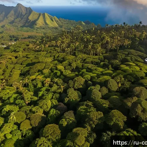 Home 30 코모로 소방 안전 관리 - A detailed aerial view of a lush forested area on the Comoros Islands at sunrise, with several advan...